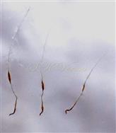   Female flowers